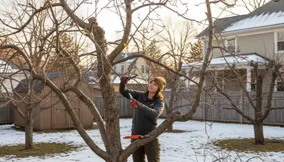 Arborist pruning fruit tree in Minneapolis MN backyard orchard for healthy growth and balanced structure