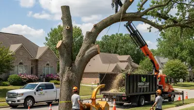 Professional tree removal crew working safely on large oak in Minneapolis, MN neighborhood