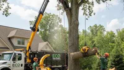 Professional tree removal crew cutting oak tree in Minneapolis, MN for Chop Chop Tree service