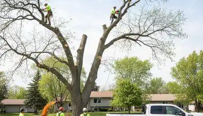 Professional tree removal service team working safely in Minneapolis, MN