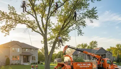 Professional tree removal service in Minneapolis MN safely cutting and clearing large oak tree