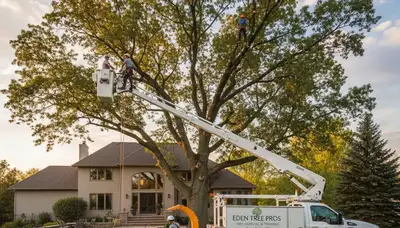 Professional tree removal service in Minneapolis MN by certified arborists
