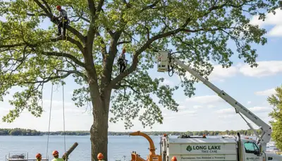 Professional tree removal service in Minneapolis MN by certified local arborists