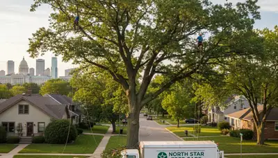 Professional tree removal service in Minneapolis MN by certified arborists