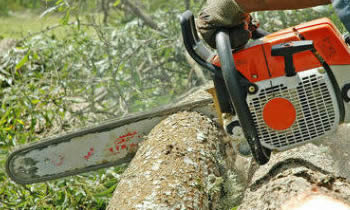 Tree Removal in Minneapolis MN Tree Removal Quotes in Minneapolis MN Tree Removal Estimates in Minneapolis MN Tree Removal Services in Minneapolis MN Tree Removal Professionals in Minneapolis MN Tree Services in Minneapolis MN