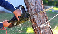 Tree Trimming in Minneapolis MN